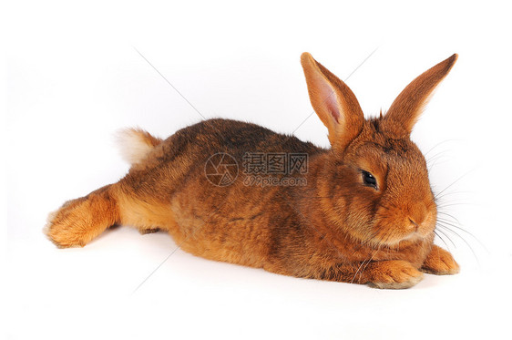 棕兔工作室宠物毛皮闲事动物白色兔子棕色耳朵图片