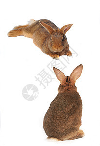 兔子兔耳朵闲事白色毛皮工作室宠物动物棕色图片