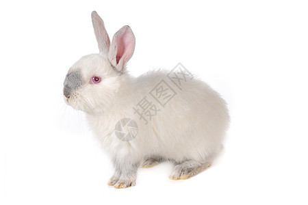 灰兔爪子毛皮警觉农业宠物柔软度水平哺乳动物兔子头发图片