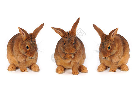棕兔毛皮白色闲事棕色工作室宠物耳朵兔子动物图片
