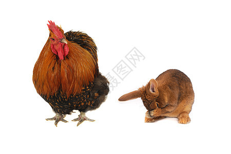 兔子和棕色公鸡图片