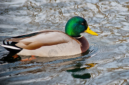 Mallard 鸭子游泳图片