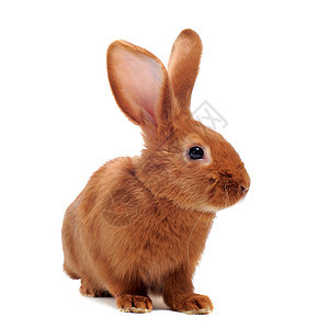 年轻兔子宠物动物工作室棕色毛皮农场图片