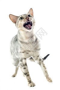 具有侵略性的金刚猫动物斗争警觉工作室灰色棕色豹纹宠物咆哮牙齿图片