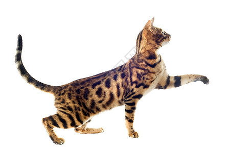 养猫棕色豹纹宠物爪子动物警觉运动工作室背景图片