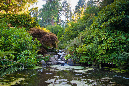库博塔花园衬套风景植物植物学民众季节公园花园灌木灌木丛图片