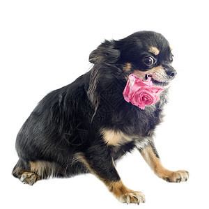 吉娃娃和花朵玫瑰伴侣展示黑色动物宠物工作室犬类图片