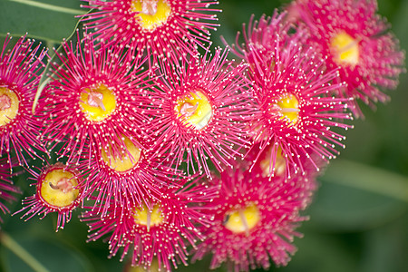 Bloom 燃烧刷子花园植物红色花粉热带瓶子园艺植物学灌木图片