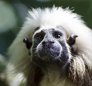 酱油岩石尾巴生物团体濒危狨猴物种丛林古猿野生动物图片