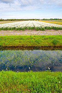 喷气运河农场种植园灌溉场地土地农村草地收成百合天空图片