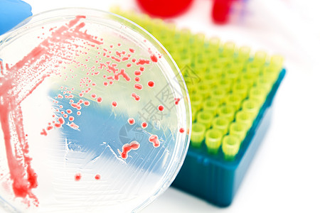 转基因改基因的微生物科学技术微生物学化验遗传学生物平板琼脂红色实验室图片