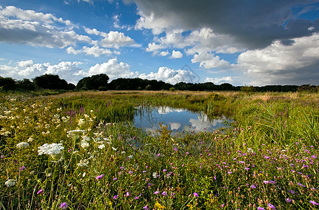 带池塘的夏季牧场蓝色云景绿色草地场地风景植物群反射粉色黄色图片