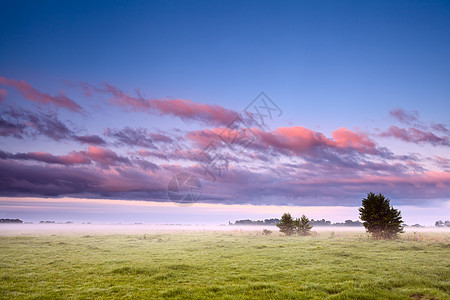 晨雾中的荷兰域荒野草地风景日落绿色牧场天空薄雾图片