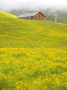 黄色草地上的瑞士小屋图片