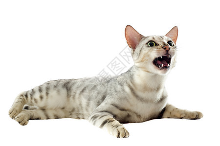 具有侵略性的金刚猫工作室动物警觉牙齿豹纹斗争棕色灰色宠物图片