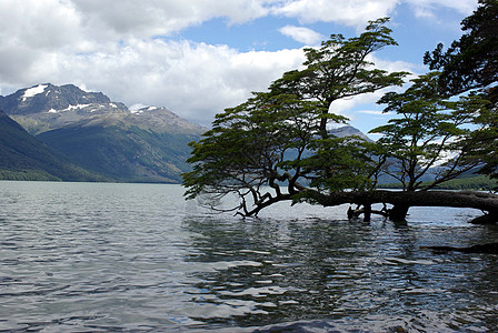 阿根廷树树荒野峡湾植物群红树风景海洋山毛榉顶峰图片