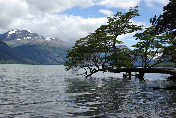 阿根廷树树荒野峡湾植物群红树风景海洋山毛榉顶峰图片