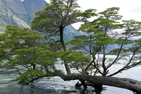 阿根廷树树植物群木头山毛榉风景荒野森林海洋图片