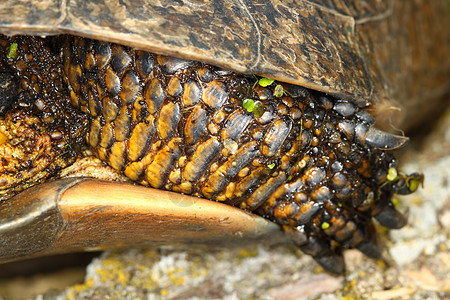 海龟腿动物生物下巴湿地威胁爬虫总纲濒危生物学科学图片
