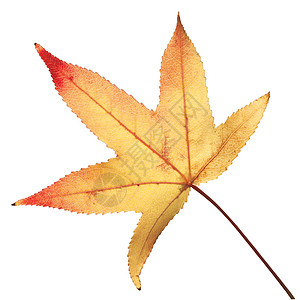 秋叶叶叶子红色色泽黄色橙子枫香静脉树叶图片