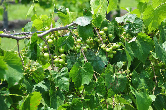 藤园葡萄酒厂植物天空农村丘陵生长美丽爬坡树叶种植园图片