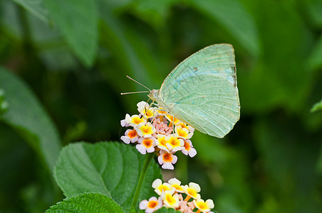 蝴蝶常见移民卡托皮奥莫纳花朵特端副本热带树叶森林昆虫翅膀多样性灌木动物学吮吸蜂蜜图片