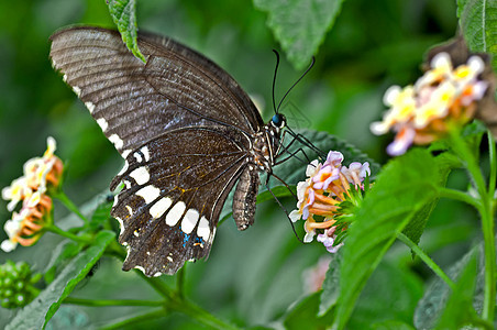 蝴蝶普通摩门鱼 Papilio 聚花板图片