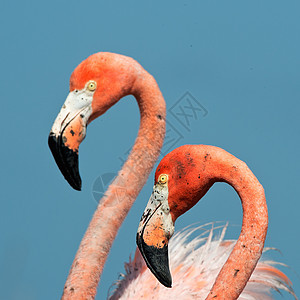 Flammingo卢布居住羽毛热带玫瑰动物鸟类异国脖子姿势荒野图片
