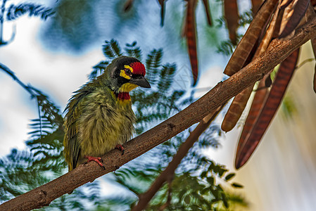 美丽的小鸟鸡匠巴比特 在树枝上缠绕动物学翅膀动物群铜匠异国野生动物荒野脊椎动物羽毛蓝色图片