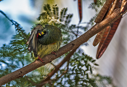 美丽的小鸟类铜匠 Barbet 刺切的树枝刮痕打扫动物群森林多样性翅膀蓝色热带野兽脊椎动物生物图片