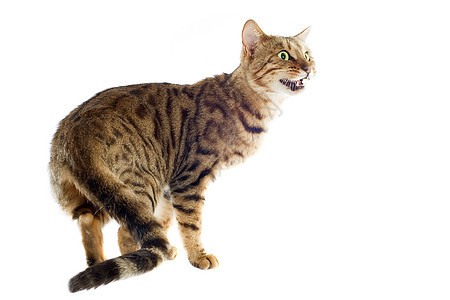 养猫动物棕色宠物警觉工作室豹纹图片