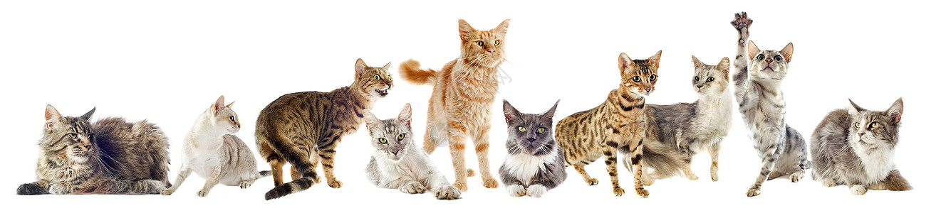 一组猫小猫动物男性工作室爪子女性棕色宠物灰色团体图片
