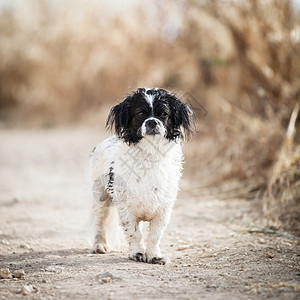 可爱的小狗狗草地天空猎犬哺乳动物幼崽犬类教育小狗蓝色场地图片