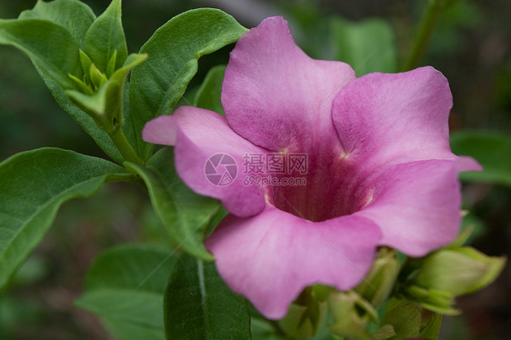 阿拉曼花朵花园阳光植物香味叶子喇叭雨滴热带紫色藤蔓图片