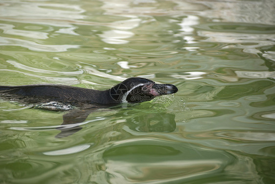 Humboldt 企鹅荒野游泳野生动物黑色动物海鸟哺乳动物生物图片