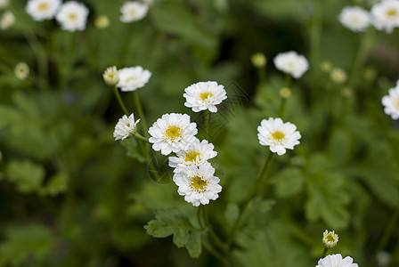 小白菊 植物背景图片