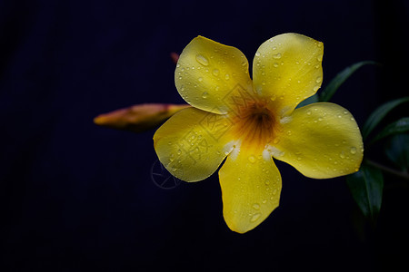 黄金小罗花花树叶花园热带雨滴黄色香味喇叭藤蔓植物花瓣图片