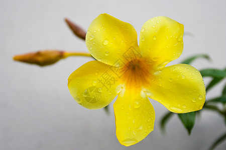 黄金小罗花花花瓣藤蔓雨滴黄色植物香味喇叭树叶花园热带图片