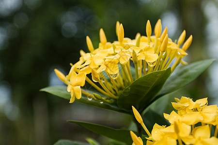 全闪耀时的黄色 Ixora 鲜花外星人茉莉花灌木耐力仙丹花朵花粉植物热带绿色图片