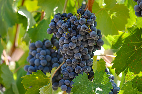 葡萄树上的红葡萄假期浆果植物酒厂栽培收成葡萄旅行酒精藤蔓图片