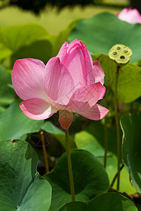 粉莲花粉色美丽花园公园植物宏观绿色百合花朵图片