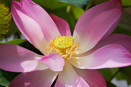 粉莲花公园绿色植物百合粉色美丽宏观花朵花园图片