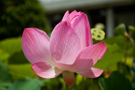 粉莲花宏观绿色花园百合粉色公园美丽花朵植物图片