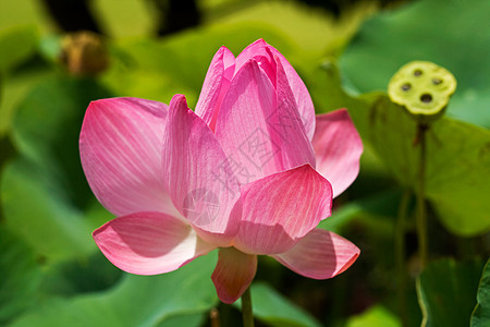 粉莲花公园百合粉色植物花朵花园绿色宏观美丽图片