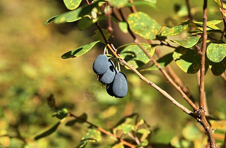 蓝莓食物植物叶子覆盆子浆果水果沼泽宏观枝条绿色图片