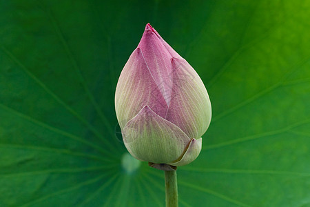 水百合植物宏观花朵美丽绿色粉色图片