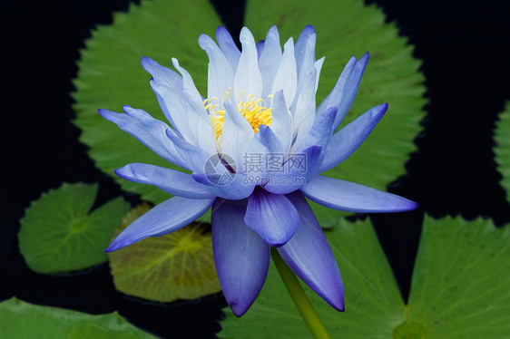 水百合植物花朵花瓣情调荒野荷花反射异国季节花园图片