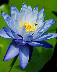 水百合季节荒野花瓣蓝色明信片卡片反射蜜蜂花园情调图片