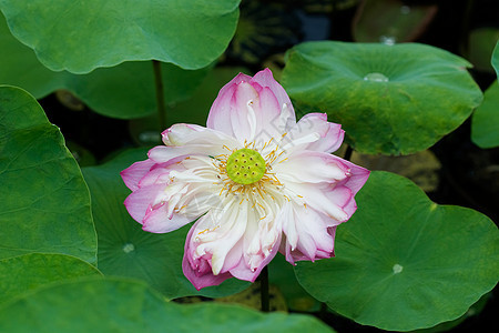 水百合明信片公园冥想反射环境荷花植物学树叶植物异国图片