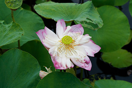 水百合异国树叶环境花朵冥想公园植物学池塘植物荒野图片